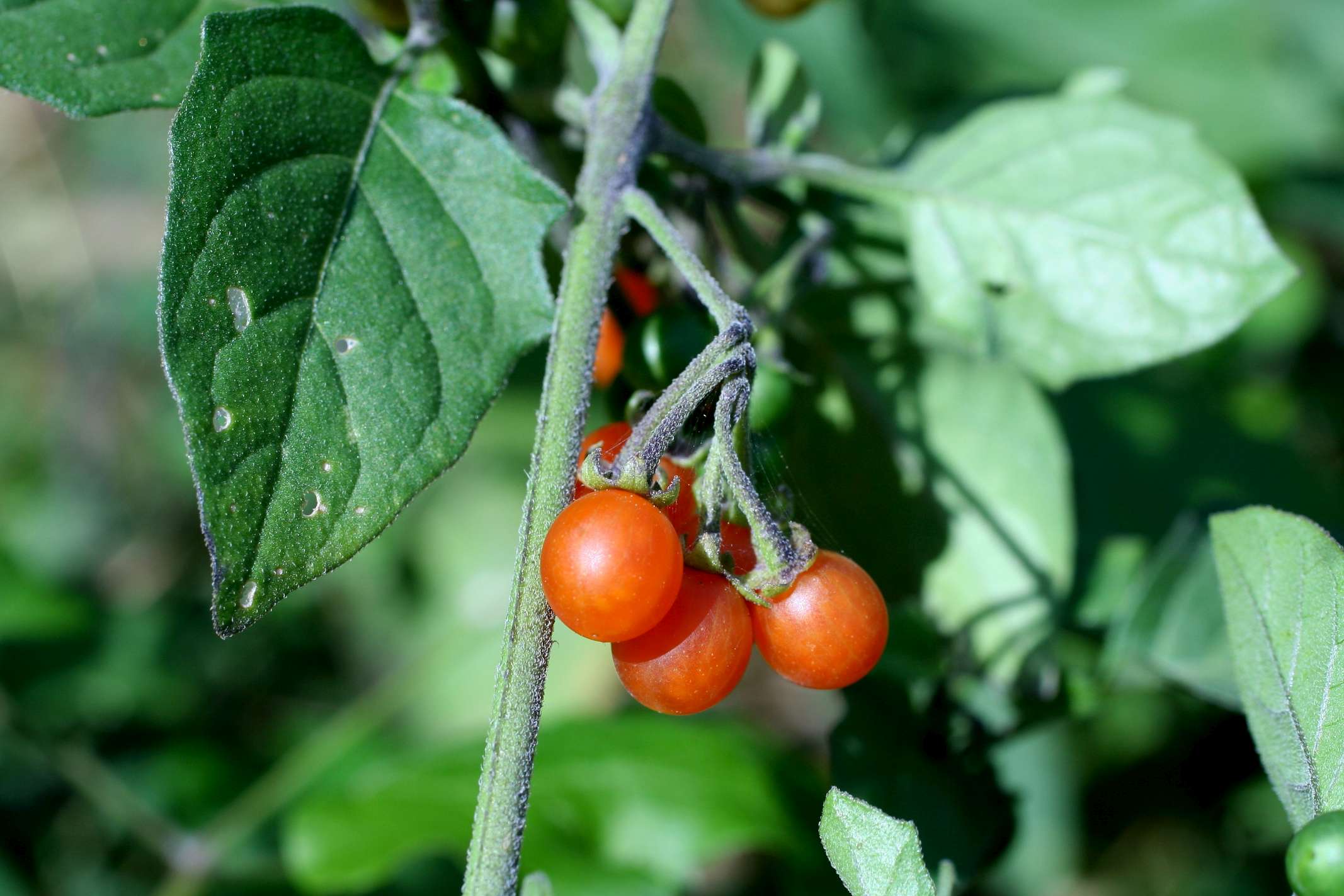 Serve il vostro aiuto - Solanum nigrum e villosum